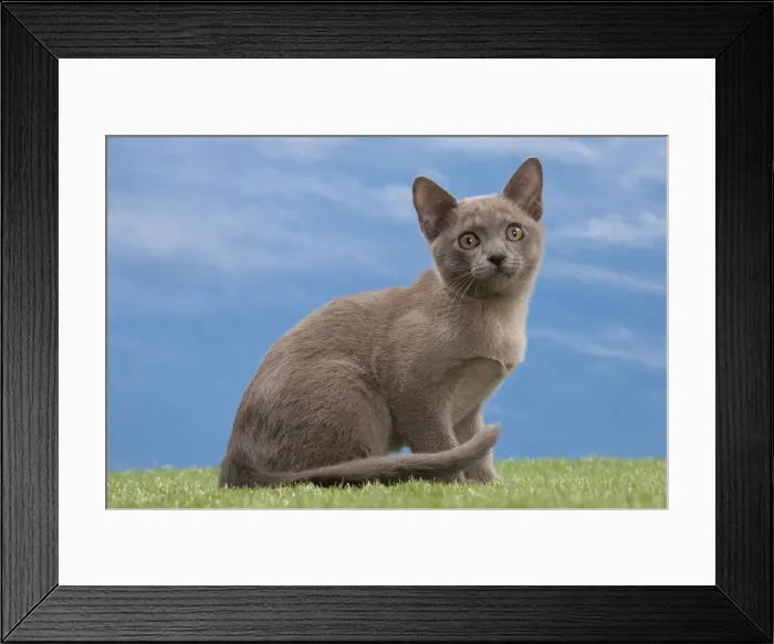 Framed Print : Picture No. 10897586 Framed Print : Picture No. 10897586
