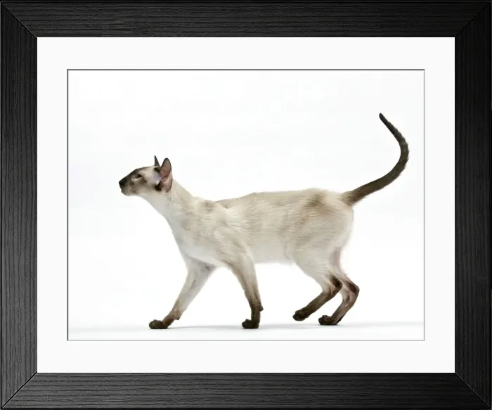 Framed Print : Picture No. 10897598 Framed Print : Picture No. 10897598
