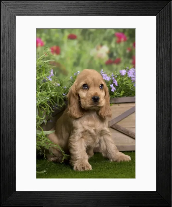 Framed Print : Picture No. 10983380 Framed Print : Picture No. 10983380