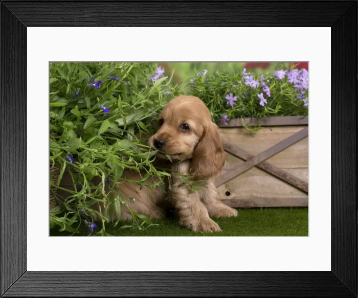 Framed Print : Picture No. 10983379 Framed Print : Picture No. 10983379