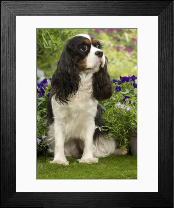 Framed Print : Picture No. 10983376 Framed Print : Picture No. 10983376