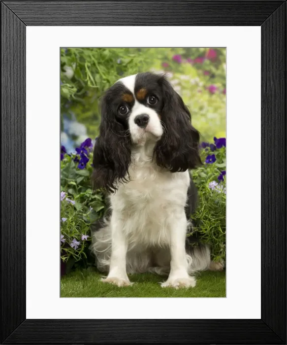 Framed Print : Picture No. 10983375