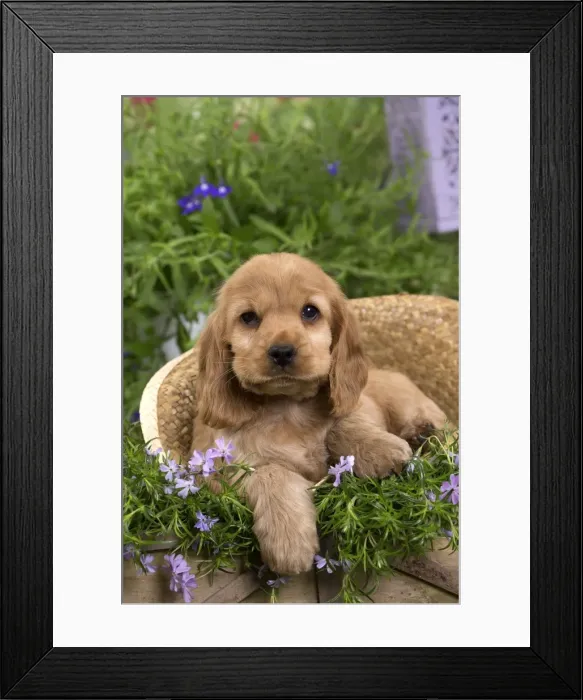 Framed Print : Picture No. 10983382 Framed Print : Picture No. 10983382