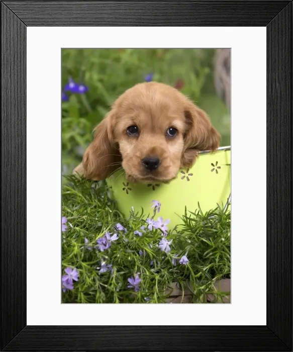 Framed Print : Picture No. 10983386 Framed Print : Picture No. 10983386