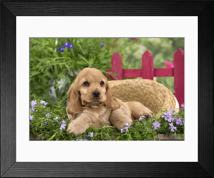 Framed Print : Picture No. 10983384