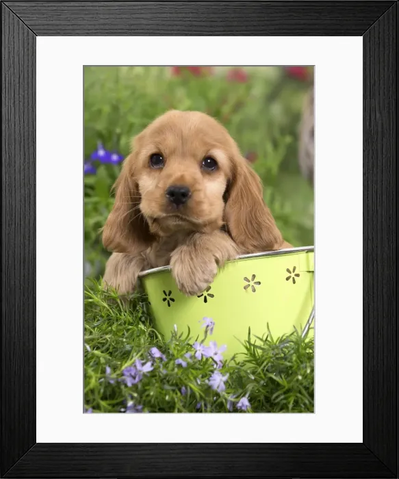 Framed Print : Picture No. 10983387 Framed Print : Picture No. 10983387