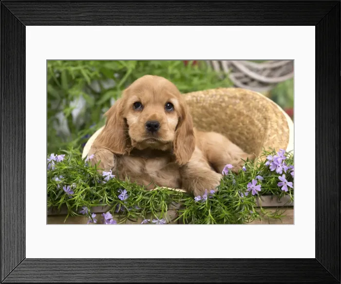 Framed Print : Picture No. 10983383 Framed Print : Picture No. 10983383