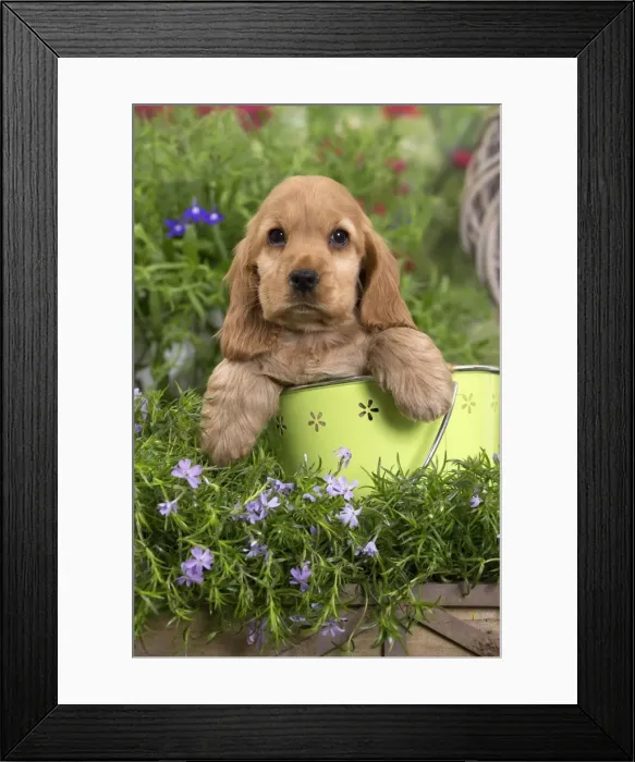 Framed Print : Picture No. 10983385