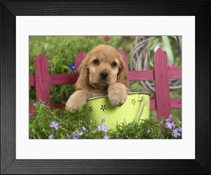Framed Print : Picture No. 10983389 Framed Print : Picture No. 10983389
