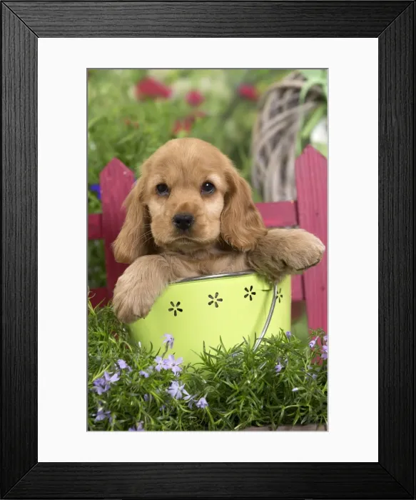 Framed Print : Picture No. 10983388 Framed Print : Picture No. 10983388