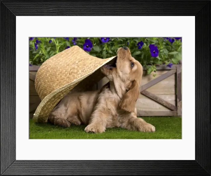 Framed Print : Picture No. 10983392 Framed Print : Picture No. 10983392
