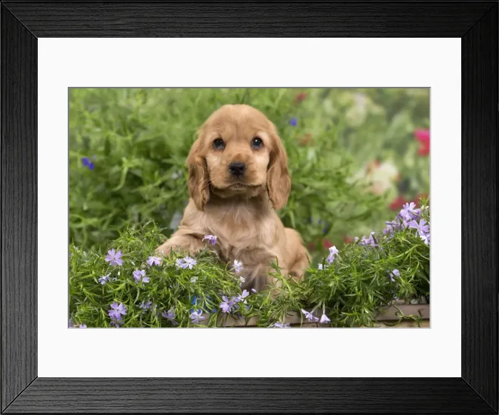 Framed Print : Picture No. 10983391 Framed Print : Picture No. 10983391