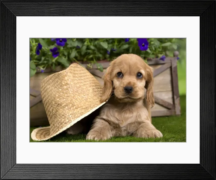 Framed Print : Picture No. 10983393 Framed Print : Picture No. 10983393
