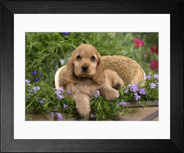 Framed Print : Picture No. 10983381 Framed Print : Picture No. 10983381