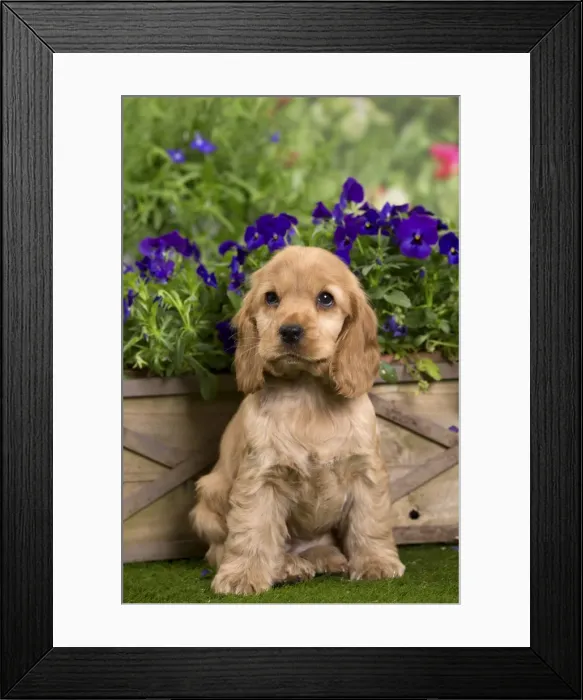 Framed Print : Picture No. 10983396 Framed Print : Picture No. 10983396