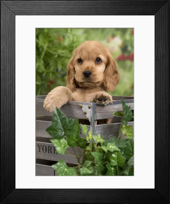 Framed Print : Picture No. 10983400 Framed Print : Picture No. 10983400