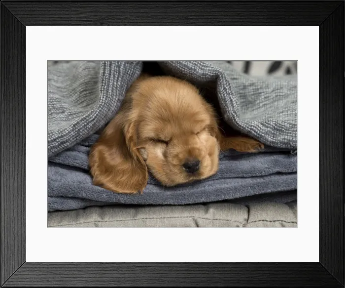 Framed Print : Picture No. 10983399 Framed Print : Picture No. 10983399