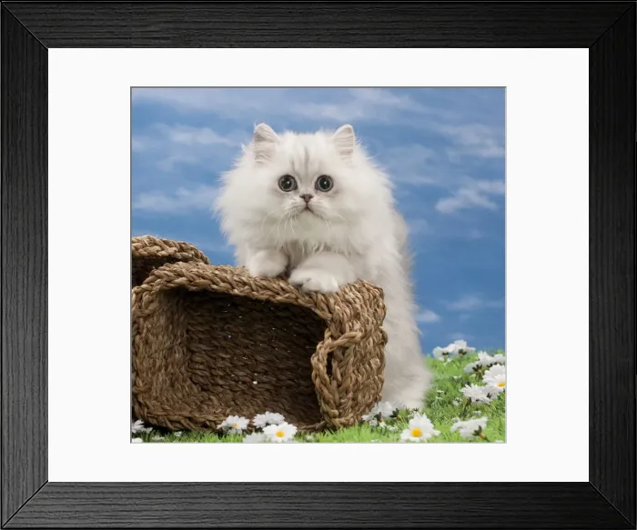 Framed Print : Picture No. 10897650 Framed Print : Picture No. 10897650