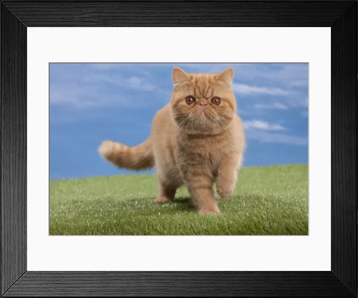Framed Print : Picture No. 10897651 Framed Print : Picture No. 10897651