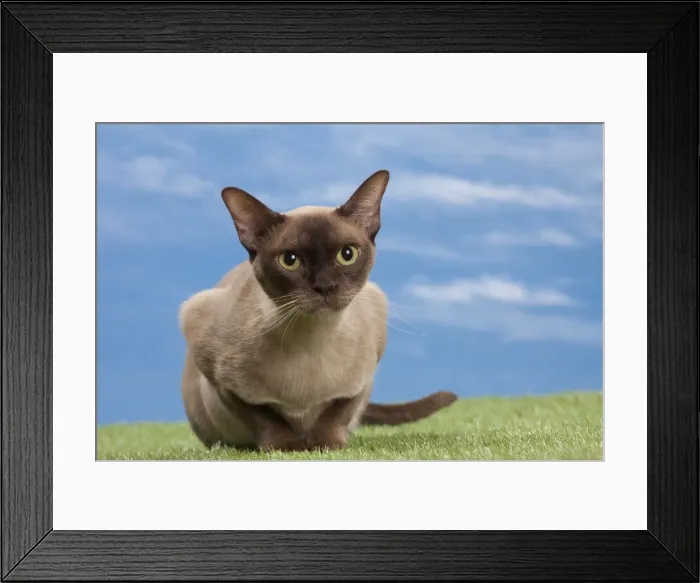 Framed Print : Picture No. 10897654 Framed Print : Picture No. 10897654