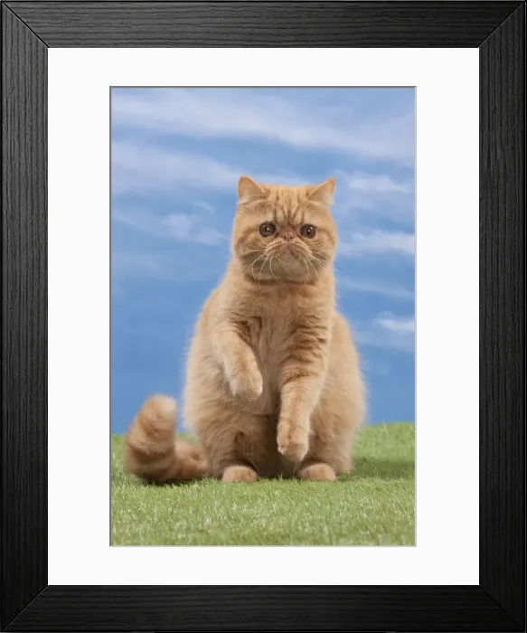 Framed Print : Picture No. 10897655 Framed Print : Picture No. 10897655