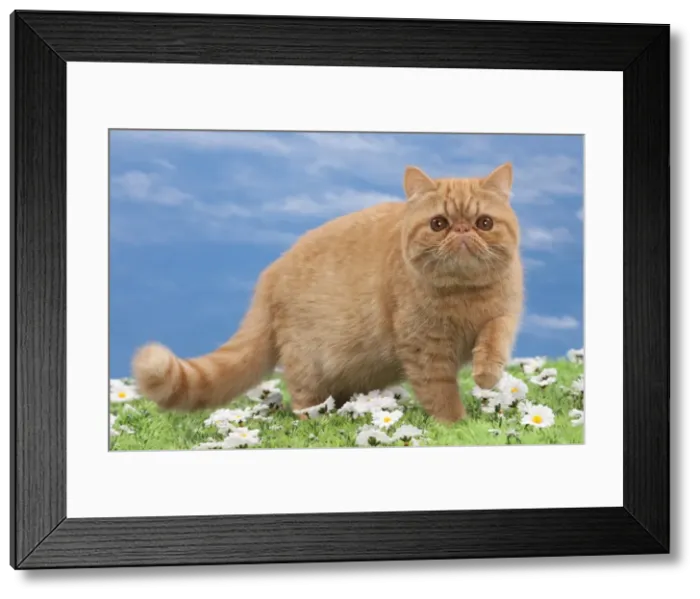 Framed Print : Picture No. 10897657 Framed Print : Picture No. 10897657
