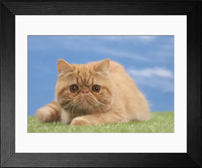 Framed Print : Picture No. 10897656 Framed Print : Picture No. 10897656