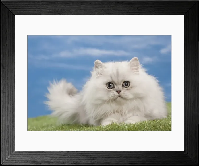 Framed Print : Picture No. 10897661 Framed Print : Picture No. 10897661