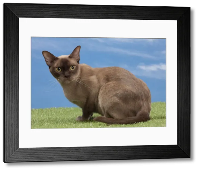 Framed Print : Picture No. 10897653