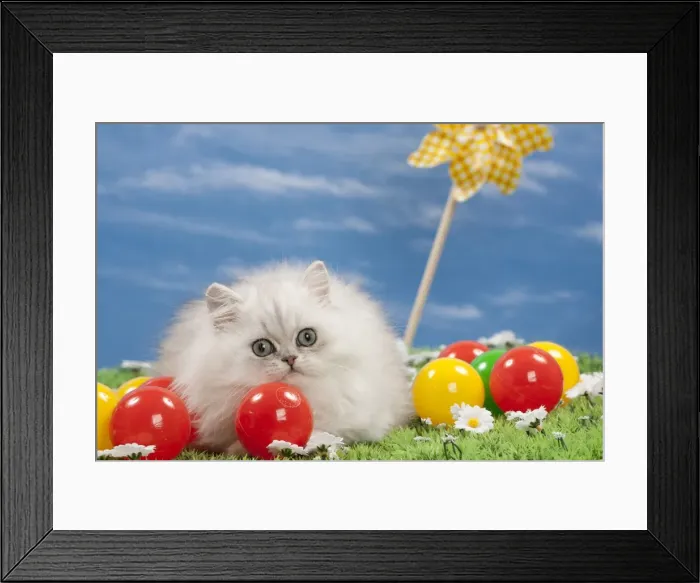 Framed Print : Picture No. 10897658 Framed Print : Picture No. 10897658