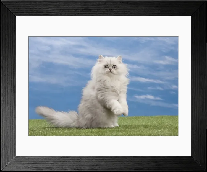 Framed Print : Picture No. 10897662 Framed Print : Picture No. 10897662