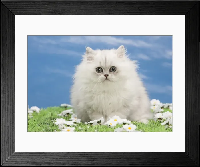 Framed Print : Picture No. 10897659 Framed Print : Picture No. 10897659