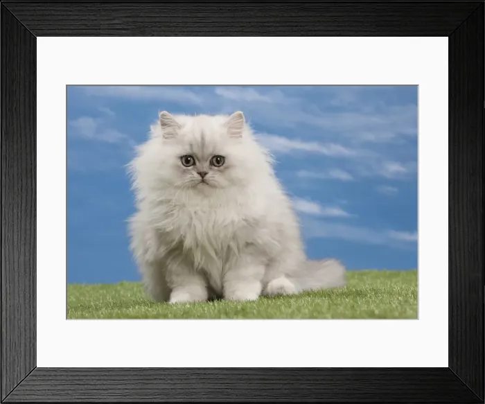 Framed Print : Picture No. 10897660 Framed Print : Picture No. 10897660