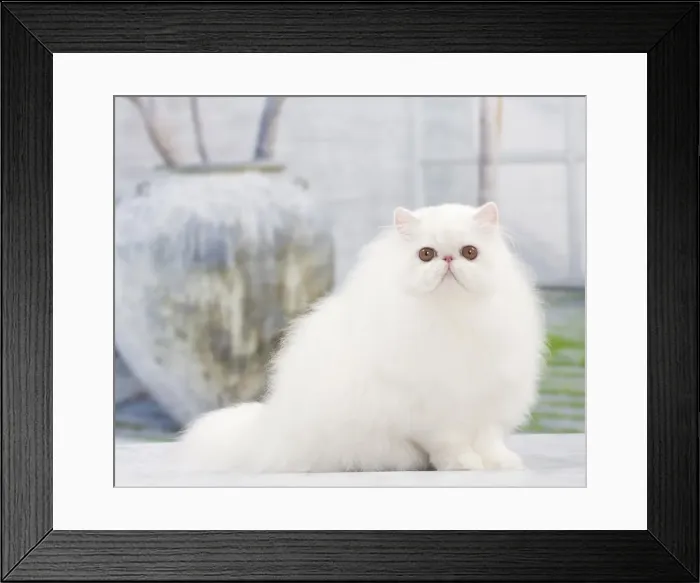 Framed Print : Picture No. 10897667 Framed Print : Picture No. 10897667