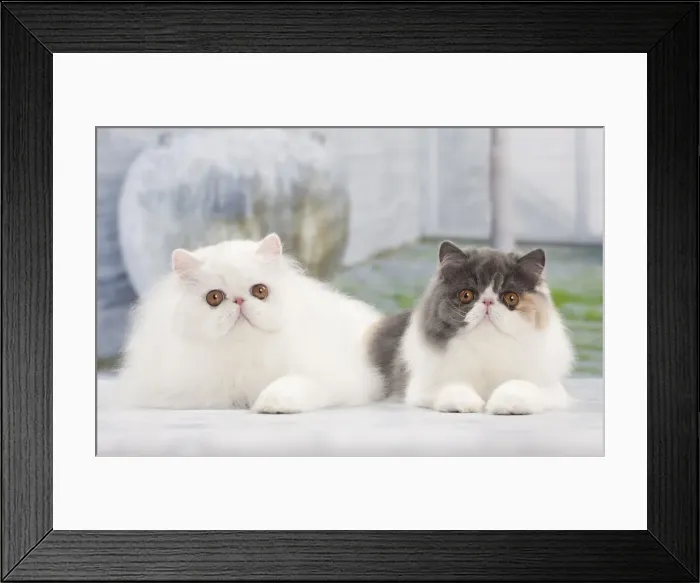 Framed Print : Picture No. 10897670 Framed Print : Picture No. 10897670