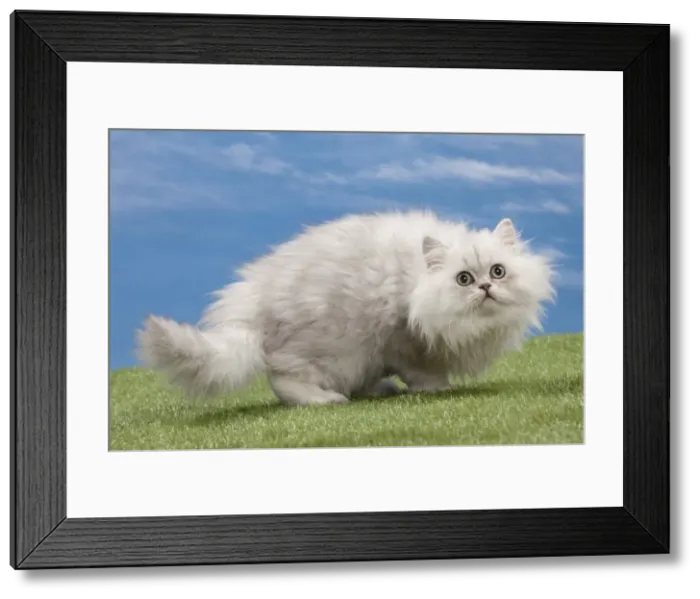 Framed Print : Picture No. 10897663 Framed Print : Picture No. 10897663