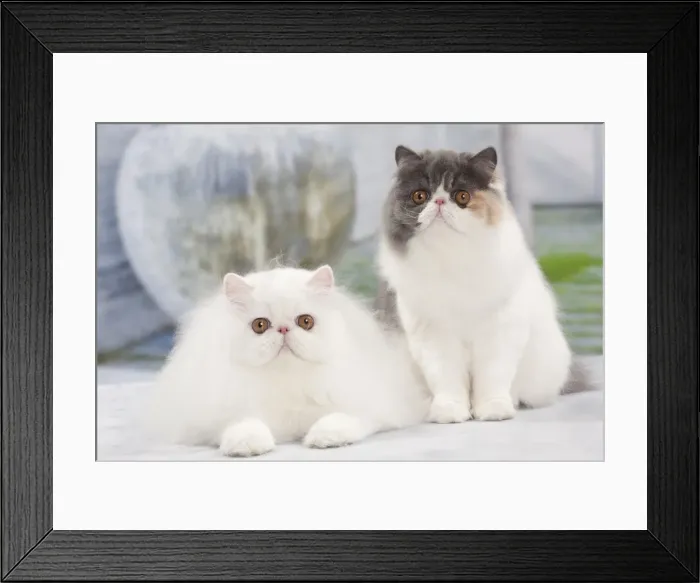 Framed Print : Picture No. 10897671 Framed Print : Picture No. 10897671
