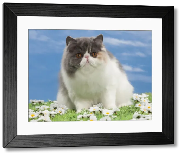 Framed Print : Picture No. 10897673 Framed Print : Picture No. 10897673