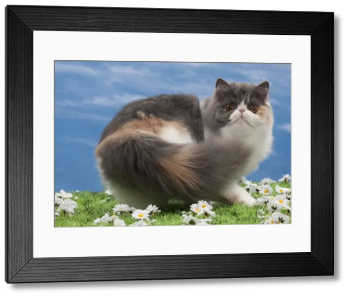 Framed Print : Picture No. 10897674