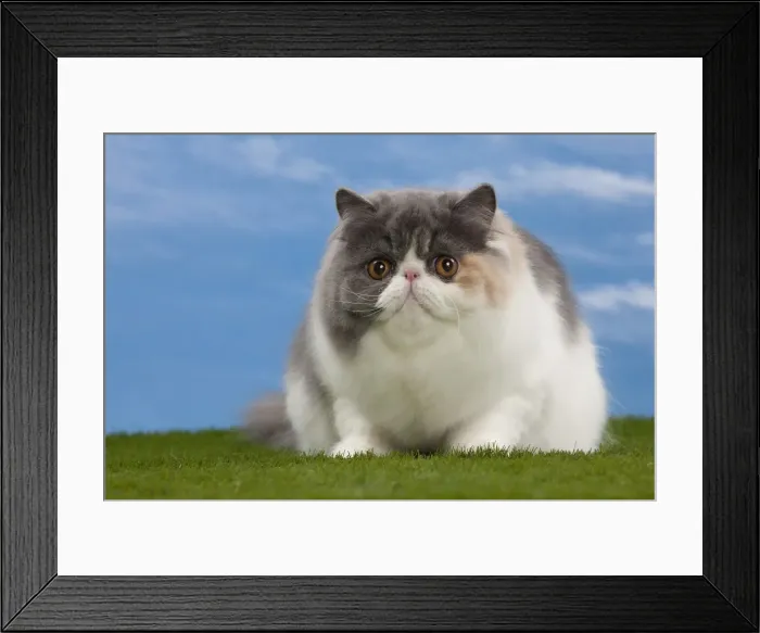 Framed Print : Picture No. 10897679 Framed Print : Picture No. 10897679