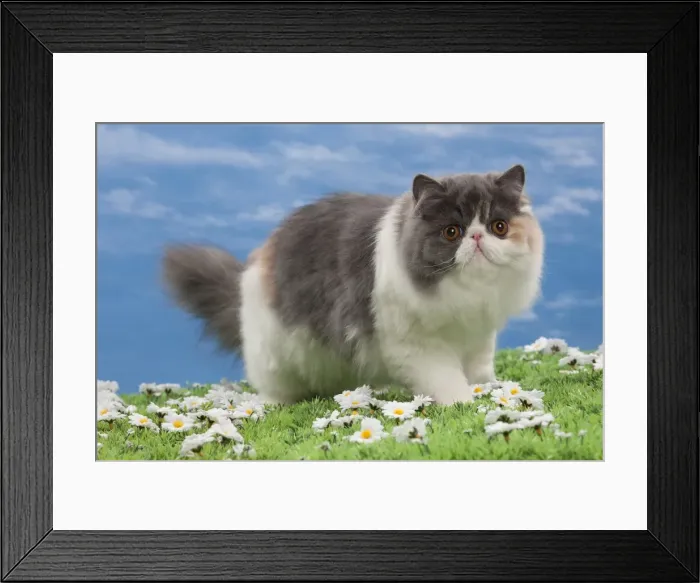 Framed Print : Picture No. 10897672 Framed Print : Picture No. 10897672