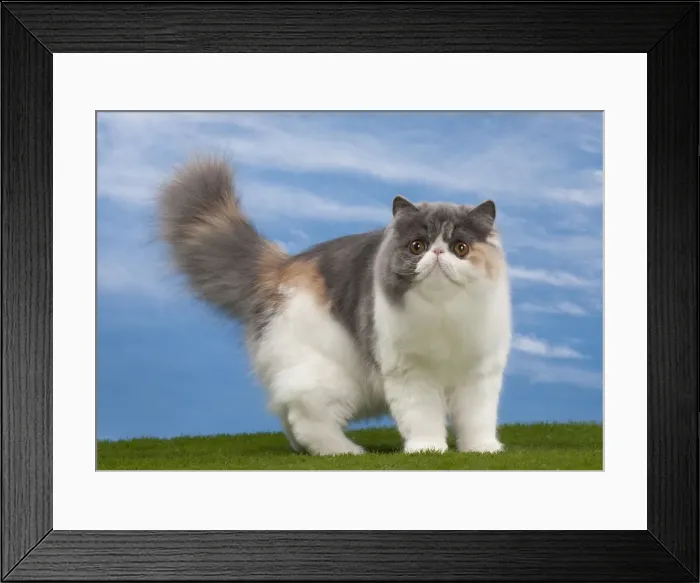 Framed Print : Picture No. 10897680