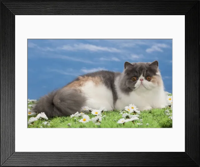 Framed Print : Picture No. 10897675 Framed Print : Picture No. 10897675