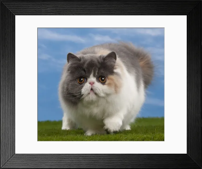 Framed Print : Picture No. 10897682 Framed Print : Picture No. 10897682
