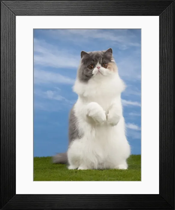 Framed Print : Picture No. 10897685 Framed Print : Picture No. 10897685