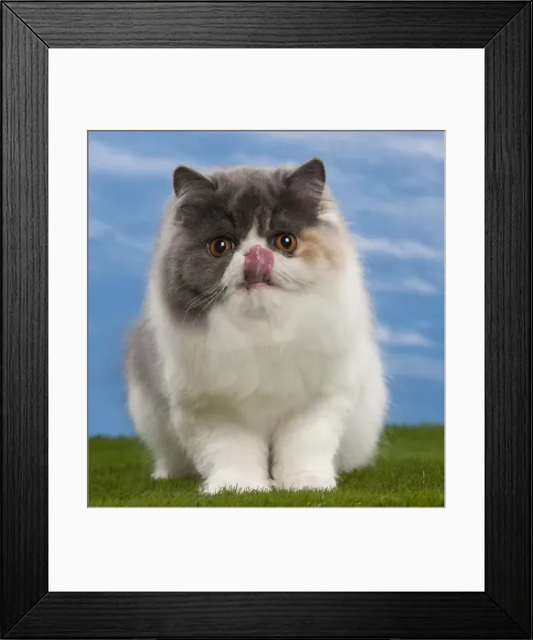 Framed Print : Picture No. 10897681 Framed Print : Picture No. 10897681