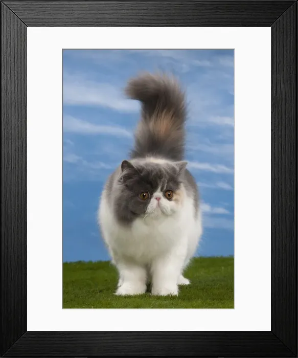 Framed Print : Picture No. 10897684 Framed Print : Picture No. 10897684