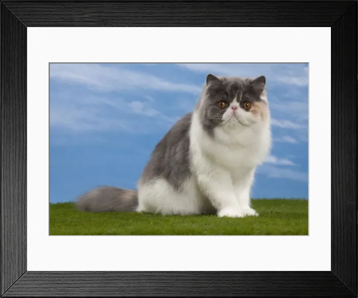 Framed Print : Picture No. 10897683 Framed Print : Picture No. 10897683