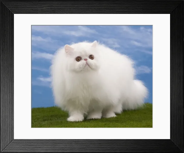Framed Print : Picture No. 10897691