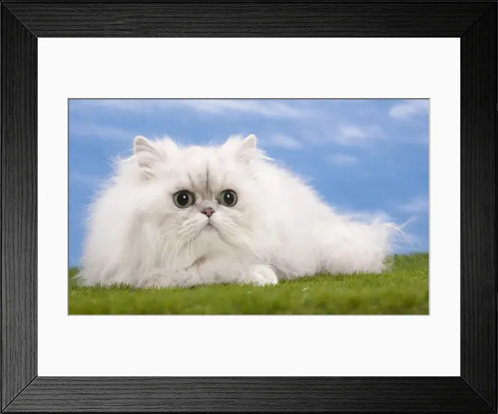 Framed Print : Picture No. 10897694 Framed Print : Picture No. 10897694